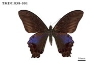 藏品(雙環翠鳳蝶)的圖片